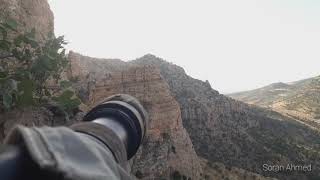 Ibex climbs rock face