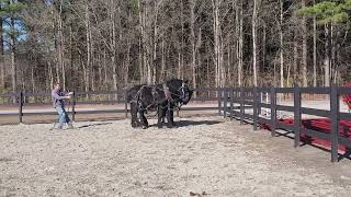 3yr old Percheron Geldings