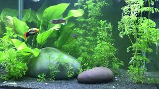 MY 30 LITRE AQUARIUM TWO NEW FISH??(PARADISE GOURAMIS!!)