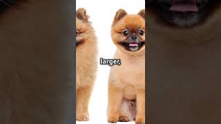 Why Pomeranians Are the Ultimate Fluffy #pets #dogbreed #doglover #dog #dogs #dogshorts #doglovers