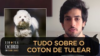 TUDO SOBRE A RAÇA COTON DE TULEAR | BOM PRA CACHORRO