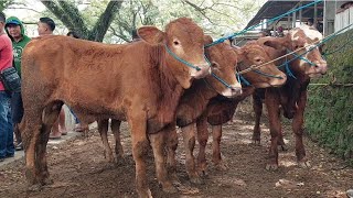 6 JUTA‼️PEDET JANTAN TURUN HARGA 1.500 | Pasar Sapi Jatirogo