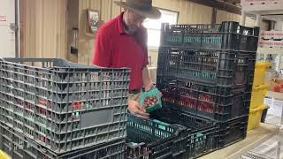 Farmer Reuben sorting the ABUNDANCE of tomatoes