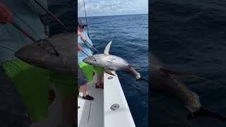 Nice 160lb yellowfin in Costa Rica #allison # yellowfin #costarica #fishing