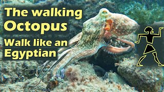 The walking Octopus - walk like an Egyptian - Secrets of the Octopus - Octopus Teacher - Mallorca