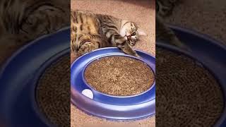 Funniest Cats and Dogs 🐶🐱 | Funny Animal Videos #1 #funny