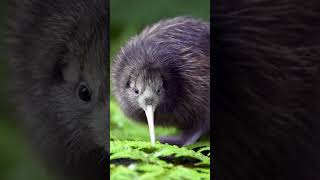 Curiosidades sobre o Kiwi (o Pássaro)