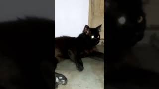 IK playing with cat #blackcat #cats #catlover #catvideos #catshorts