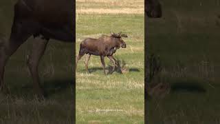 Bull Moose Limping Across a Meadow in the Rocky Mountain National Park