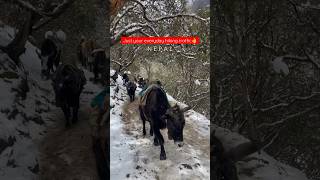 Trekking with Yaks in Nepal - Route to Island Peak 6,198m