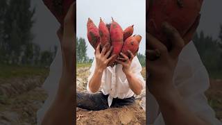 Red potatoes farming harvesting in rural life #agriculture #harvest #potato