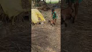 BABY GIRL PLAYING WITH 3 BABY GOAT (KID)