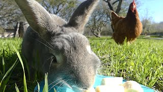 Rabbit Eating Bananas - CHICKEN WANTS IT! - Farm Animals