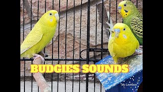 Austrailian budgiesdaily routine, budgies relaxing sounds