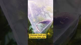 Hillstream loach and Siamese algae eater