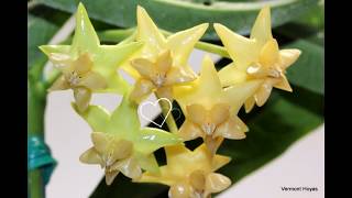 A Visit with Hoya platycaulis and How Much is Too Much To Pay For A Hoya