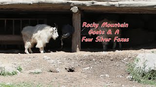 Rocky Mountain Goats, Parc Omega