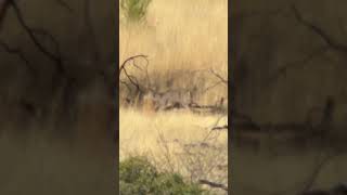 Giant Mexico Coues deer rutting