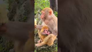 Baby monkey is sucking. What is mother monkey eating