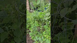 This Bean Plant is 🤪 Crazy || DHBG