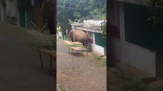 Elephant playing in Tamilnadu