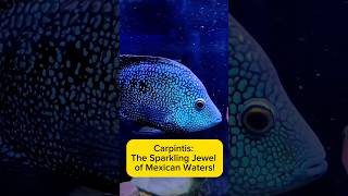 Carpintis: The Sparkling Jewel of Mexican Waters! AquaVerse #carpintis #cichlid #shorts