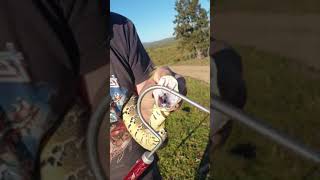 Hinging fangs of a Puff Adder