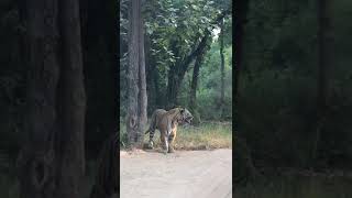 Smiling tiger at Bandhavgarh- October 2020