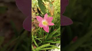 Today Rain Lily's 😍 @My Garden 🏡#naturelovers #trending #flowers