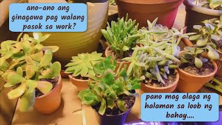 Green Thumb vlog #3 | Transplanting My Succulents