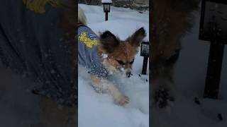 Puppy playing in the snow