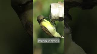 Save water|Purple rumped sunbird drinking water| #indianwildlife #birdsofindia #canon #shorts #birds