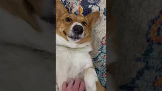 Arlo’s favorite time is belly rubs and snuggles after the toddler goes to bed #corgi