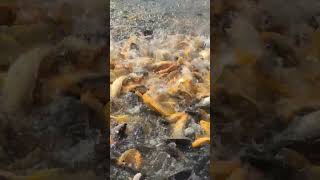 Fish Feeding in Farm Ponds #fishing #02