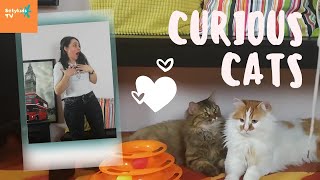 CURIOUS CATS - MERAKLI KEDİLER 🐱🐱💖