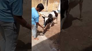 pls help domestic animals🐂 please subscribe like and share