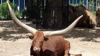 10 Animals With The Biggest Horns In The World