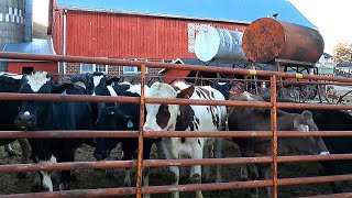 It’s Time To Sell! Dairy Farming in Wisconsin!