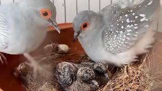 Diamond Dove, ডায়মন্ড ঘুঘু,