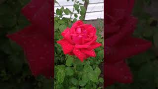 Розы около дома. Roses at home #shorts