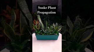 Snake Plant Propagation |Sansevieria plant #shorts #beauty #snakeplant #sansevieria