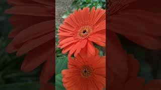 Gerbera#flower #mazinsfun#gerbera