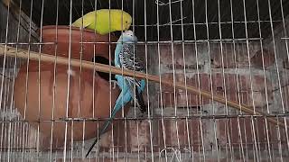 Budgrie sounds for lonely Budgies