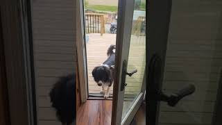 Smart dog opens the door #short #tiktok #dog