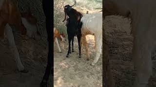 Desret goats fun #goat #thar #animals