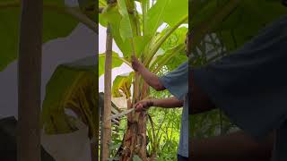 Cutting banana leaves #cuttingbanana #giantbanana #banana