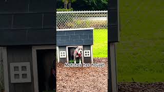 Tiny dog matches her tiny house.  Cutest little pitbull won’t come inside .. she’s already home