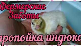 Чем пропоить индюка что бы не было падежа!!!