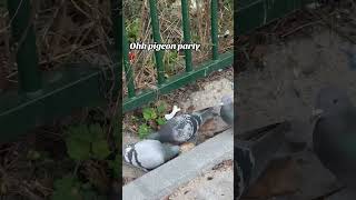 Cutest pigeon party #howtoviralshortvideo #funny #holland #birds #funnyanimals #howtoviralvideo #fyp