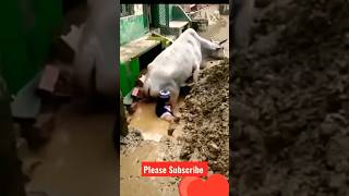 Great man helping cow #viral #youtubeshorts #animals #youtube #trendingshorts #trending #trend